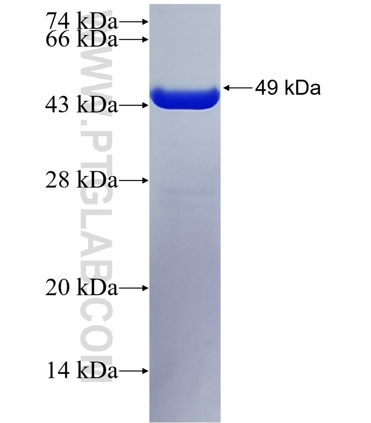 RAB5C fusion protein Ag12503 SDS-PAGE