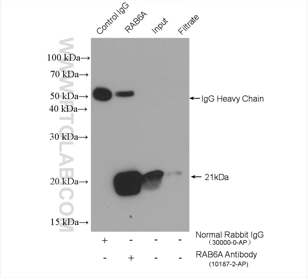 Immunoprecipitation (IP) experiment of mouse brain tissue using RAB6A Polyclonal antibody (10187-2-AP)