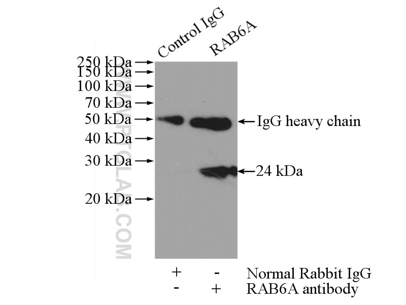 Immunoprecipitation (IP) experiment of mouse brain tissue using RAB6A Polyclonal antibody (10187-2-AP)