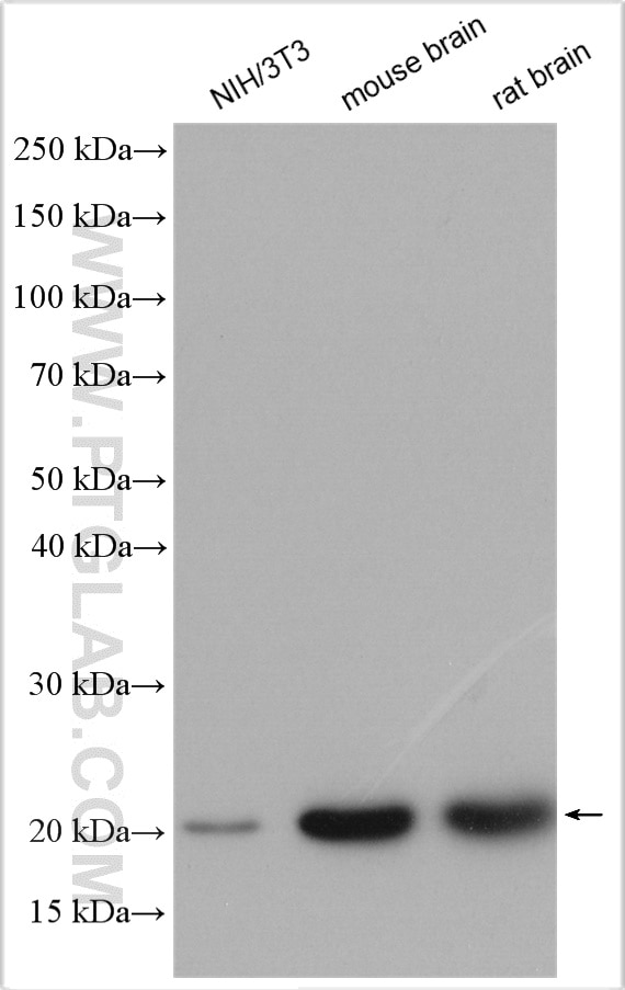 Western Blot (WB) analysis of various lysates using RAB6A Polyclonal antibody (10187-2-AP)