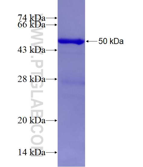 RAB6A fusion protein Ag0240 SDS-PAGE