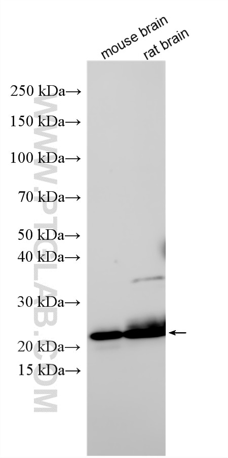 Western Blot (WB) analysis of various lysates using RAB6B Polyclonal antibody (10340-1-AP)