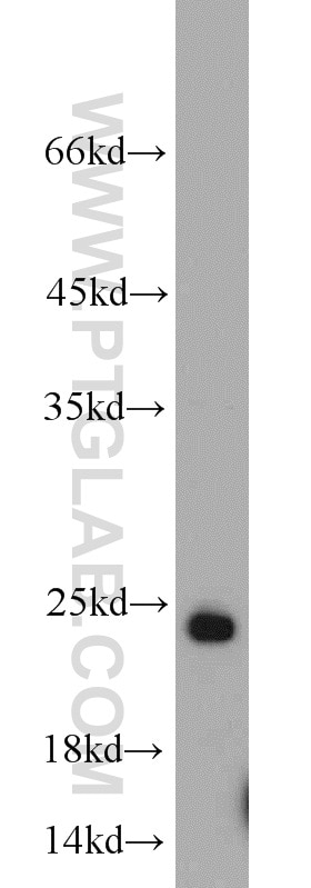 Western Blot (WB) analysis of mouse brain tissue using RAB6B Polyclonal antibody (10340-1-AP)