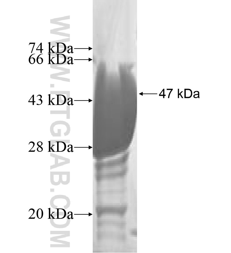 RAB6B fusion protein Ag0322 SDS-PAGE