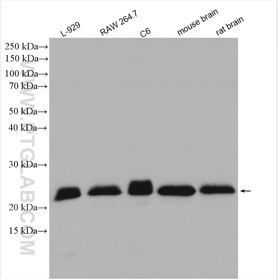 Western Blot (WB) analysis of various lysates using RAB7A Polyclonal antibody (55469-1-AP)