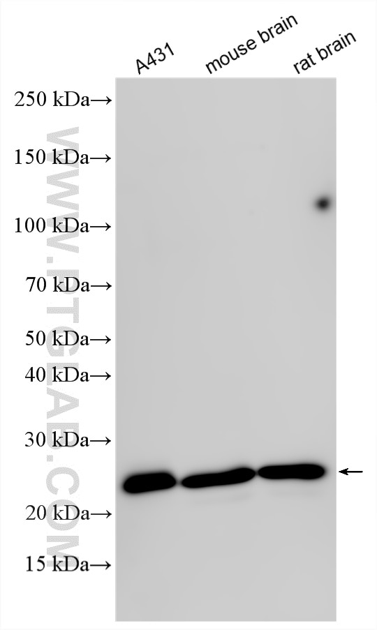 Western Blot (WB) analysis of various lysates using RAB7A Polyclonal antibody (55469-1-AP)