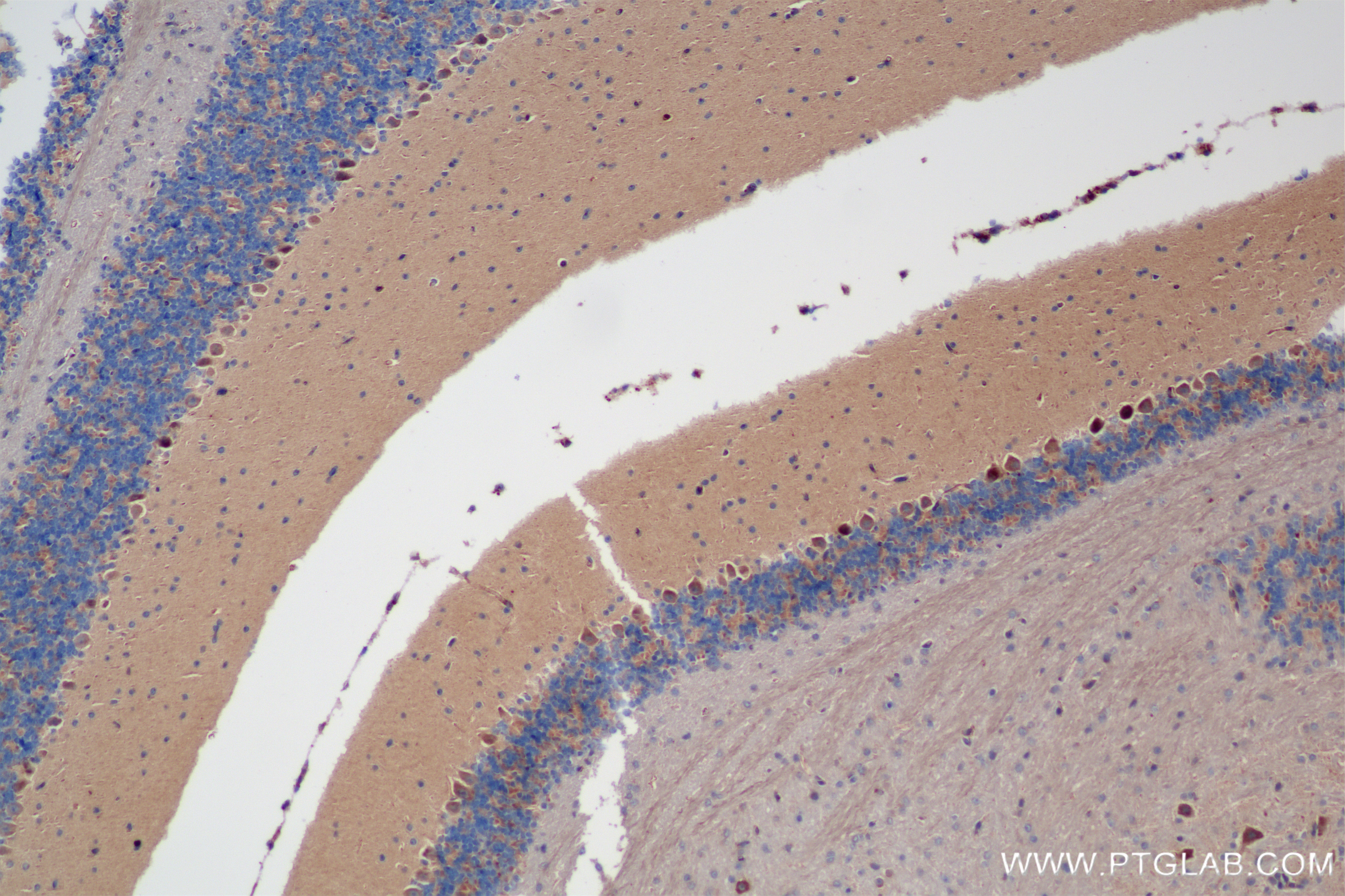 Immunohistochemical analysis of paraffin-embedded mouse cerebellum tissue slide using 84741-1-RR (RAB7A antibody) at dilution of 1:500 (under 10x lens). Heat mediated antigen retrieval with Tris-EDTA buffer (pH 9.0). Immunohistochemistry (IHC) staining of mouse cerebellum tissue using RAB7A Recombinant antibody (84741-1-RR)