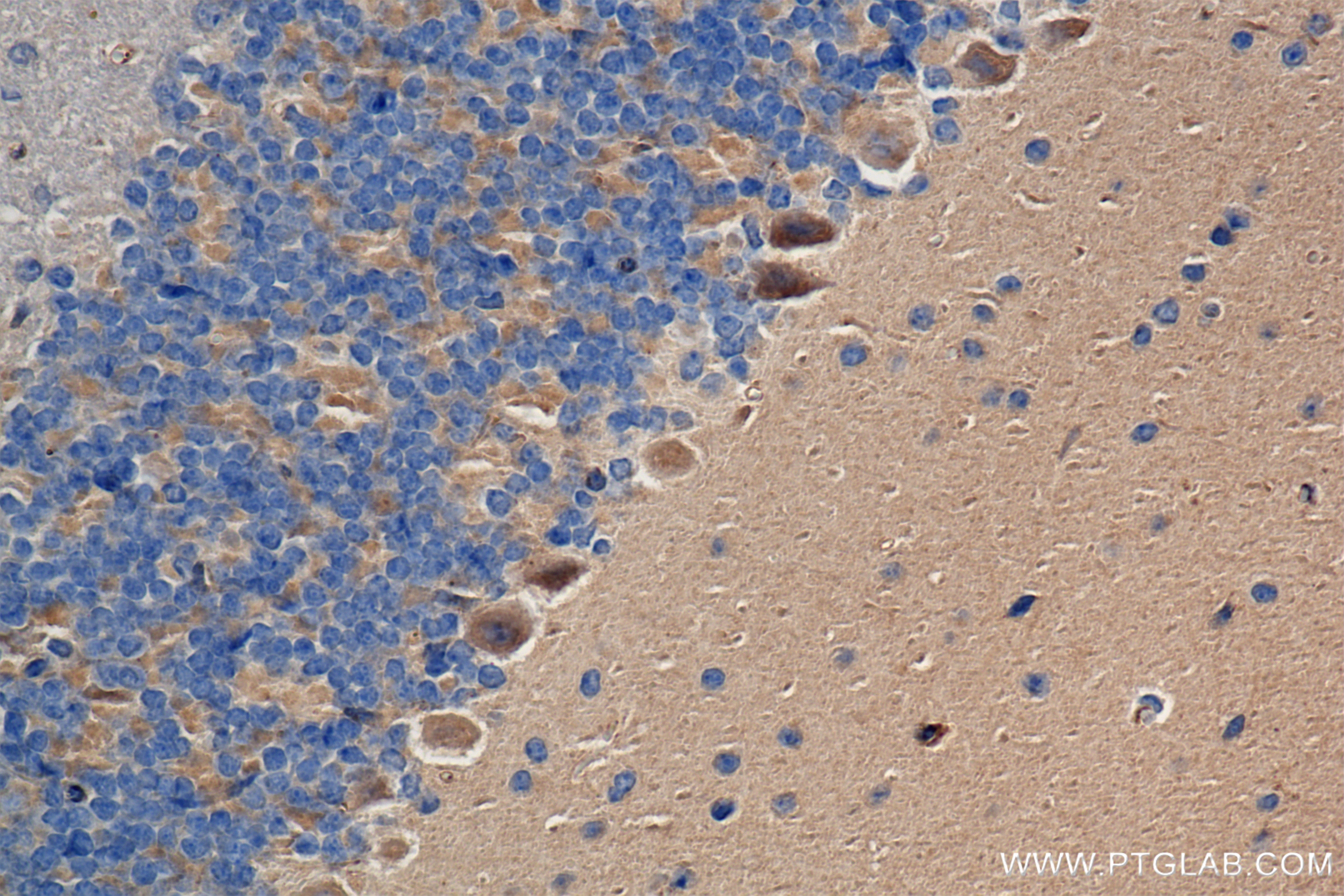 Immunohistochemical analysis of paraffin-embedded mouse cerebellum tissue slide using 84741-1-RR (RAB7A antibody) at dilution of 1:500 (under 40x lens). Heat mediated antigen retrieval with Tris-EDTA buffer (pH 9.0). Immunohistochemistry (IHC) staining of mouse cerebellum tissue using RAB7A Recombinant antibody (84741-1-RR)