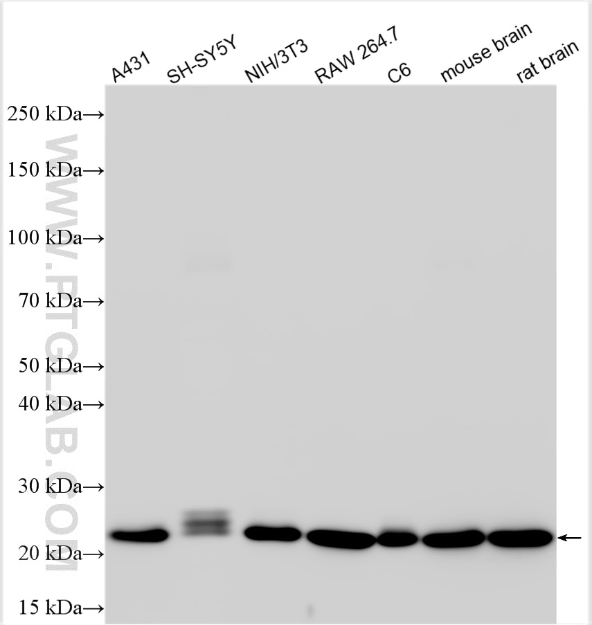 Western Blot (WB) analysis of various lysates using RAB7A Recombinant antibody (84741-1-RR)