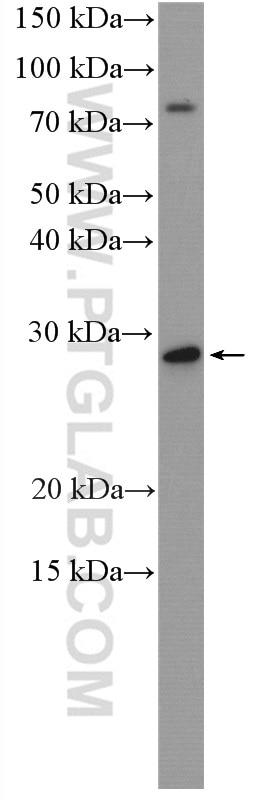 WB analysis of HEK-293 using 12283-1-AP