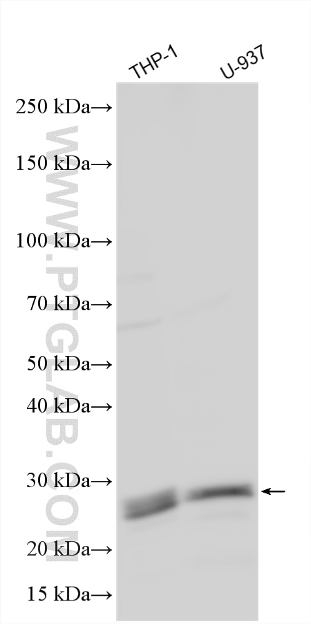 Western Blot (WB) analysis of various lysates using RAB7B Polyclonal antibody (12283-1-AP)