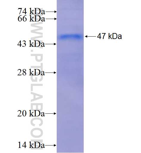 RAB7L1 fusion protein Ag0332 SDS-PAGE