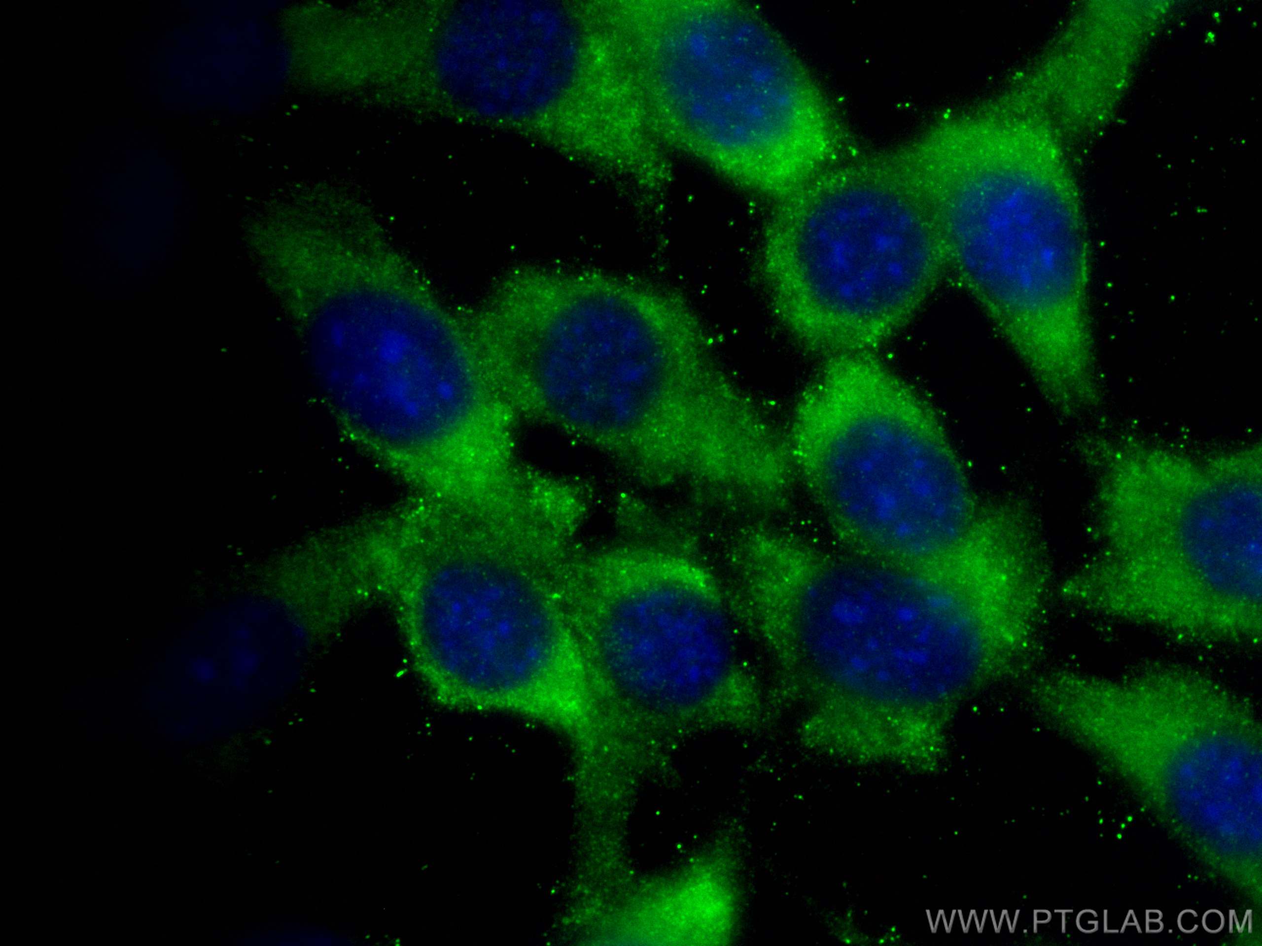 Immunofluorescence (IF) / fluorescent staining of NIH/3T3 cells using RAB8A Polyclonal antibody (30636-1-AP)