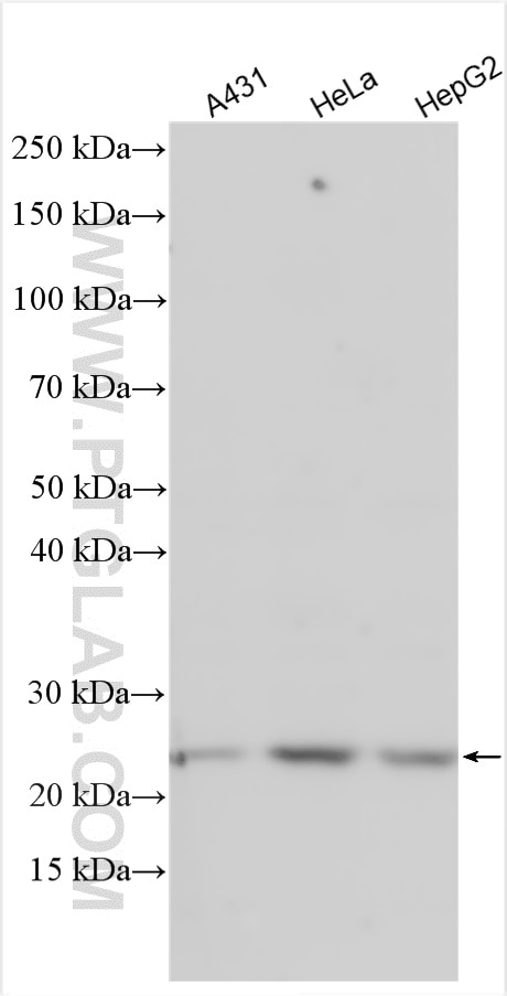 Western Blot (WB) analysis of various lysates using RAB8A Polyclonal antibody (30636-1-AP)