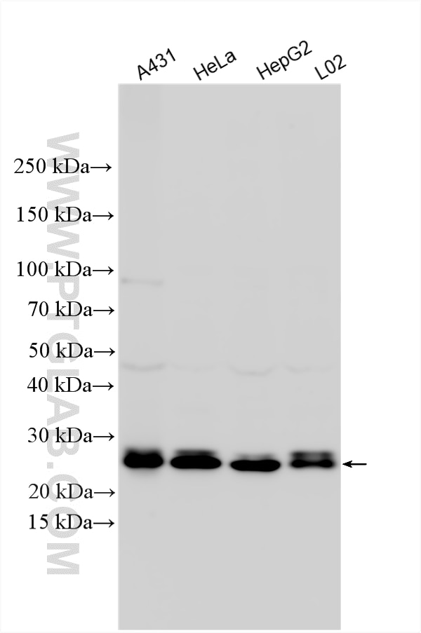 Western Blot (WB) analysis of various lysates using RAB8A Polyclonal antibody (30636-1-AP)