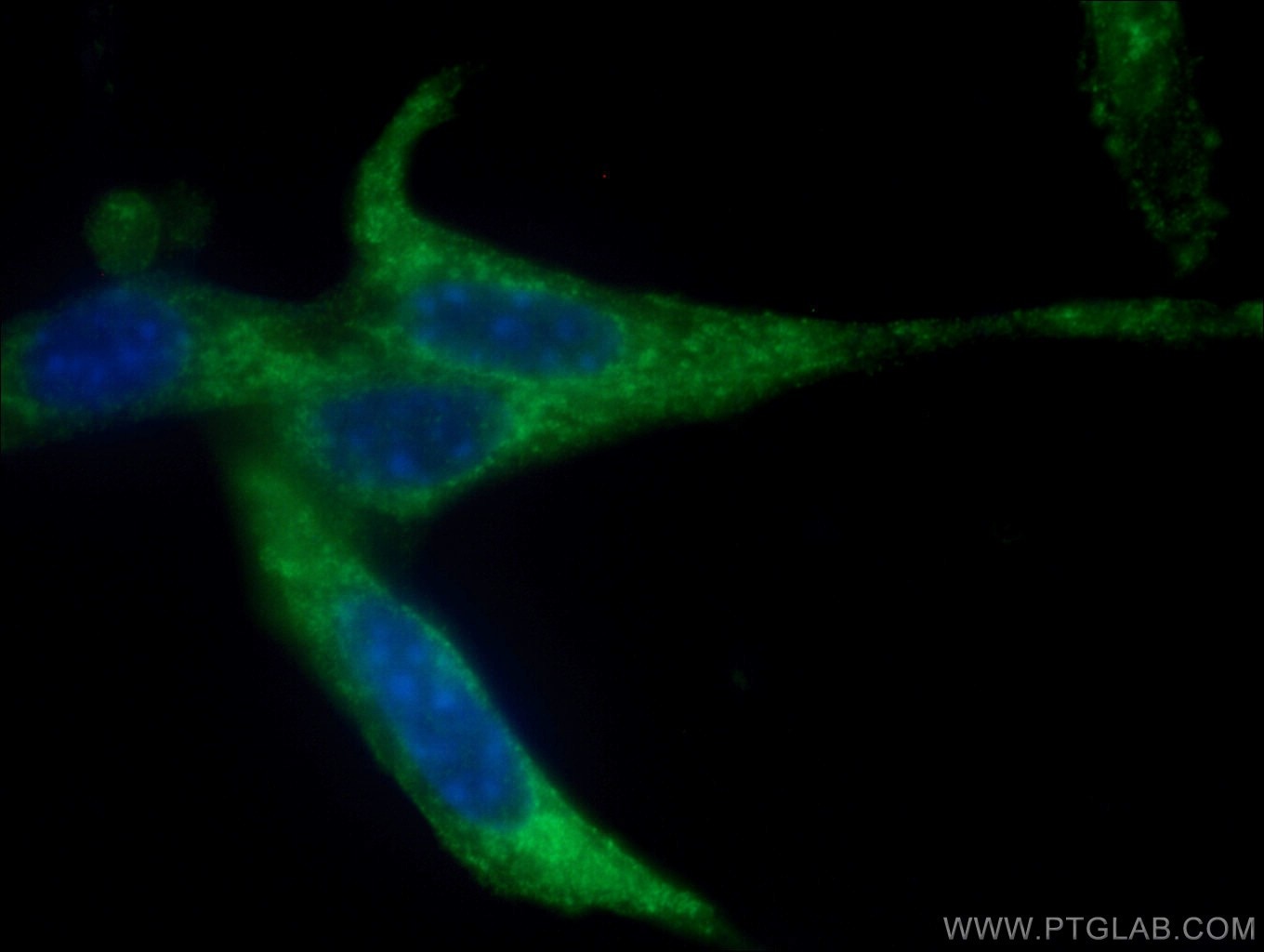 IF Staining of NIH/3T3 using 55296-1-AP