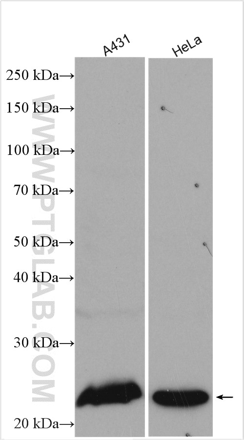 Western Blot (WB) analysis of various lysates using RAB8A Polyclonal antibody (55296-1-AP)