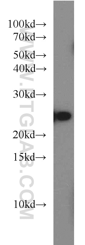 Western Blot (WB) analysis of HepG2 cells using RAB8A Polyclonal antibody (55296-1-AP)