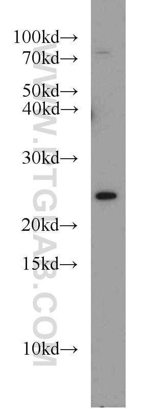 Western Blot (WB) analysis of NIH/3T3 cells using RAB8A Polyclonal antibody (55296-1-AP)