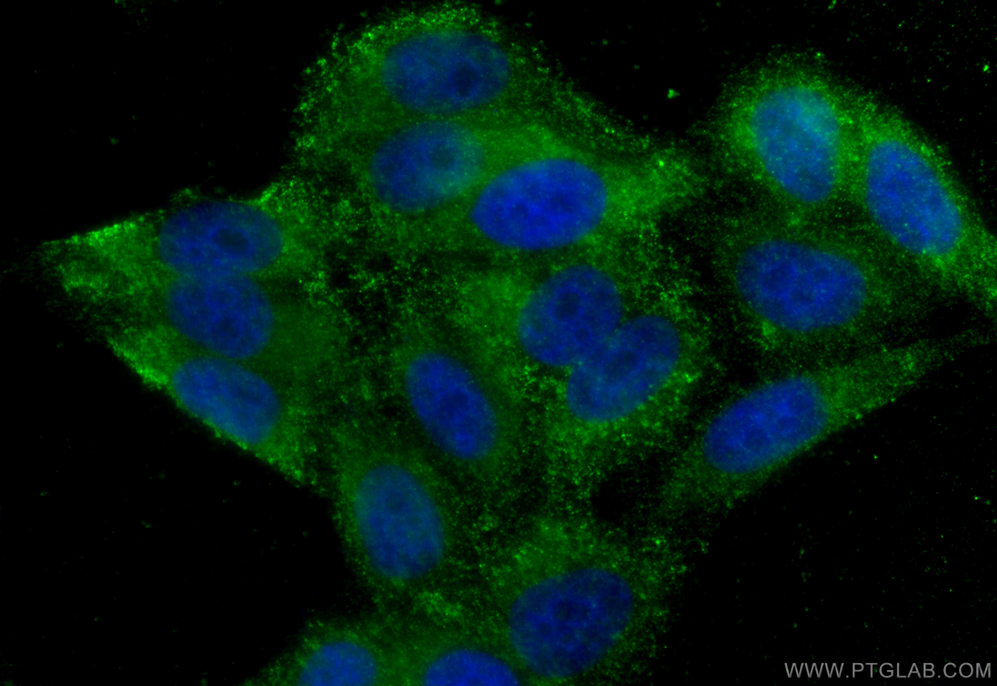 Immunofluorescence (IF) / fluorescent staining of HepG2 cells using RAB8A Monoclonal antibody (67536-1-Ig)