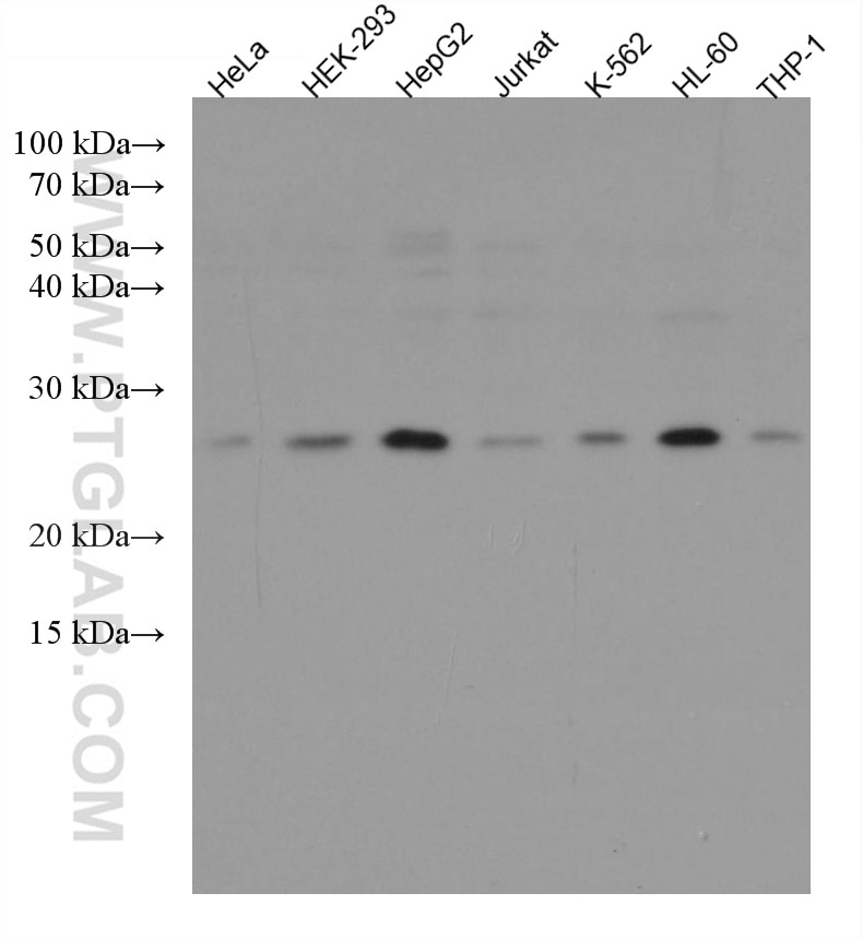 Western Blot (WB) analysis of various lysates using RAB8A Monoclonal antibody (67536-1-Ig)