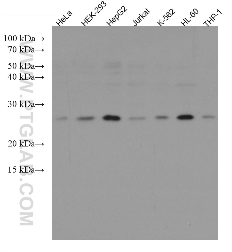 WB analysis using 67536-1-Ig