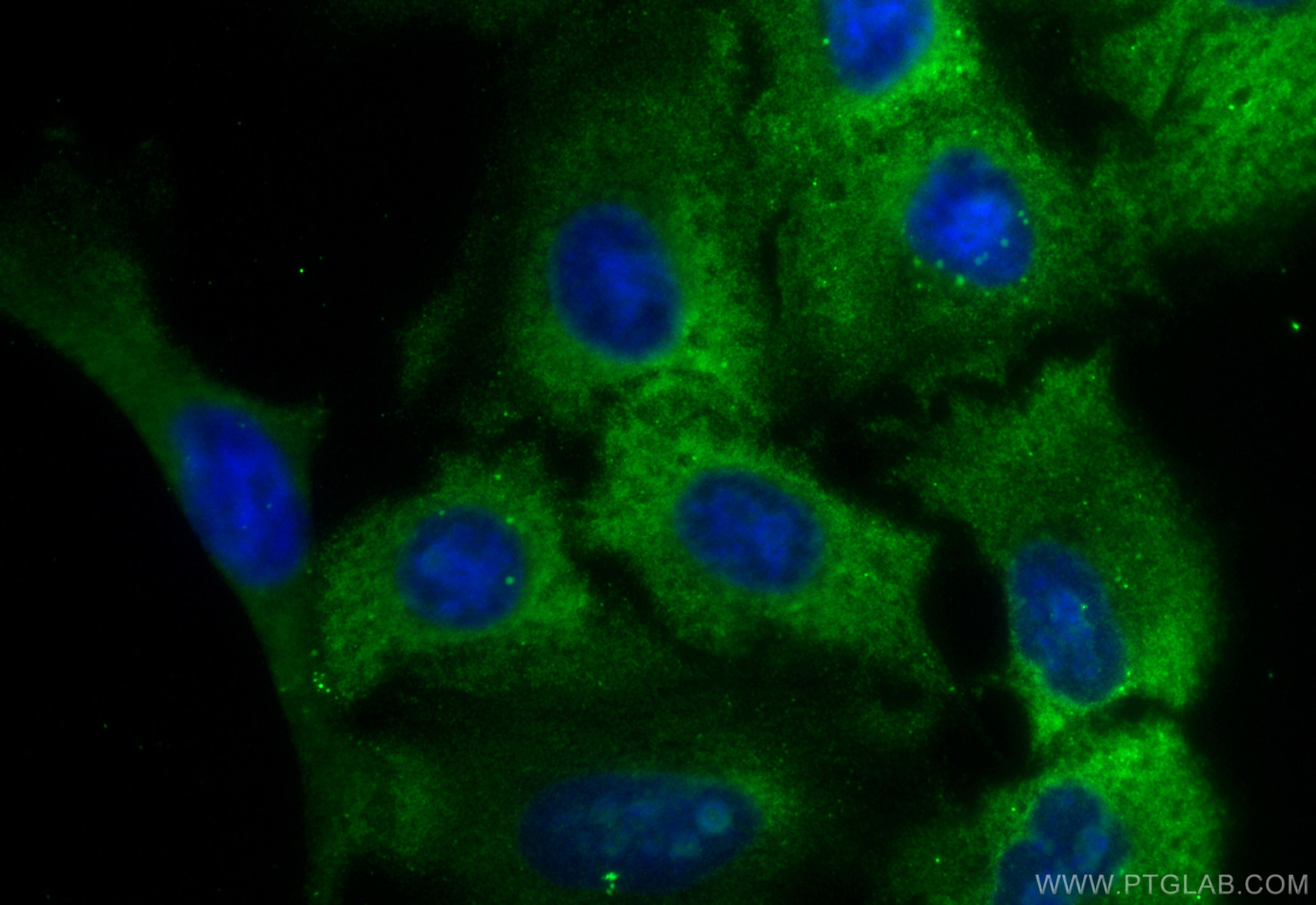 Immunofluorescence (IF) / fluorescent staining of A549 cells using CoraLite® Plus 488-conjugated RAB8A Monoclonal ant (CL488-67536)