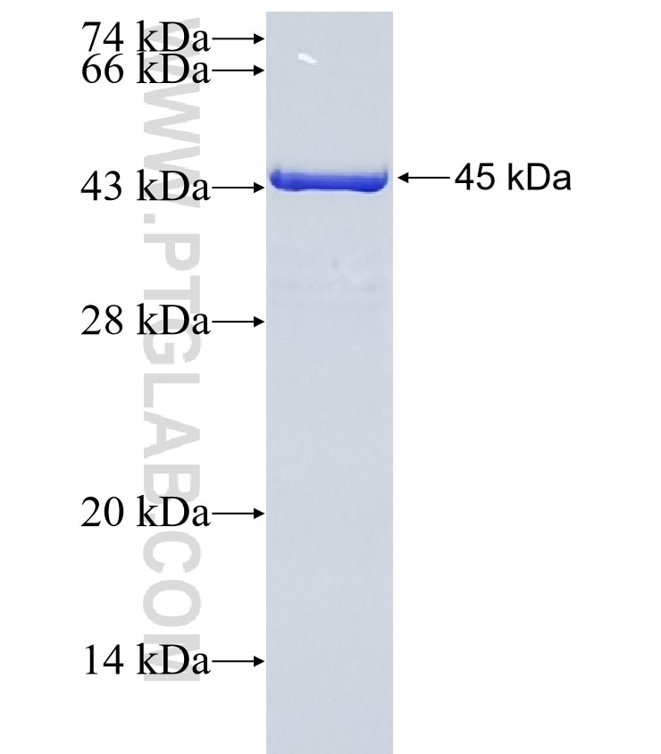 RAB8A fusion protein Ag0702 SDS-PAGE