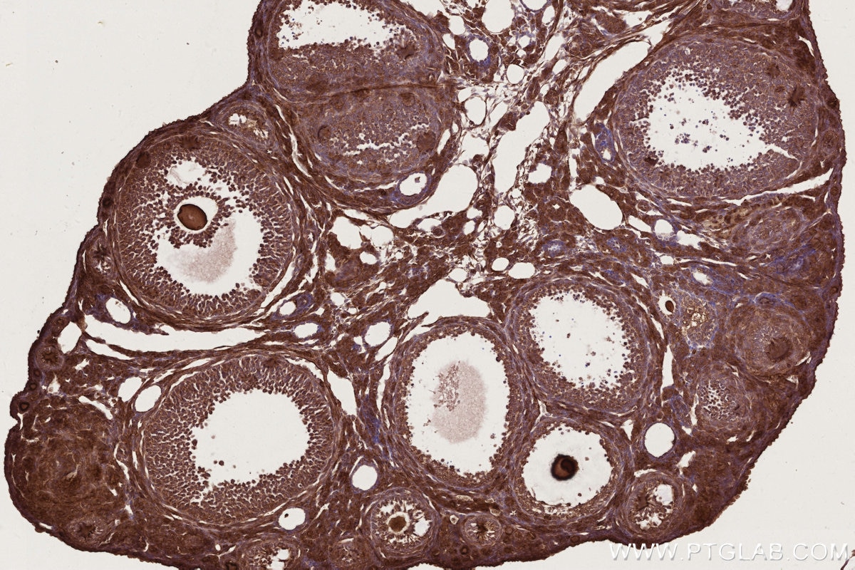 Immunohistochemistry (IHC) staining of mouse ovary tissue using RAB8 Polyclonal antibody (11792-1-AP)
