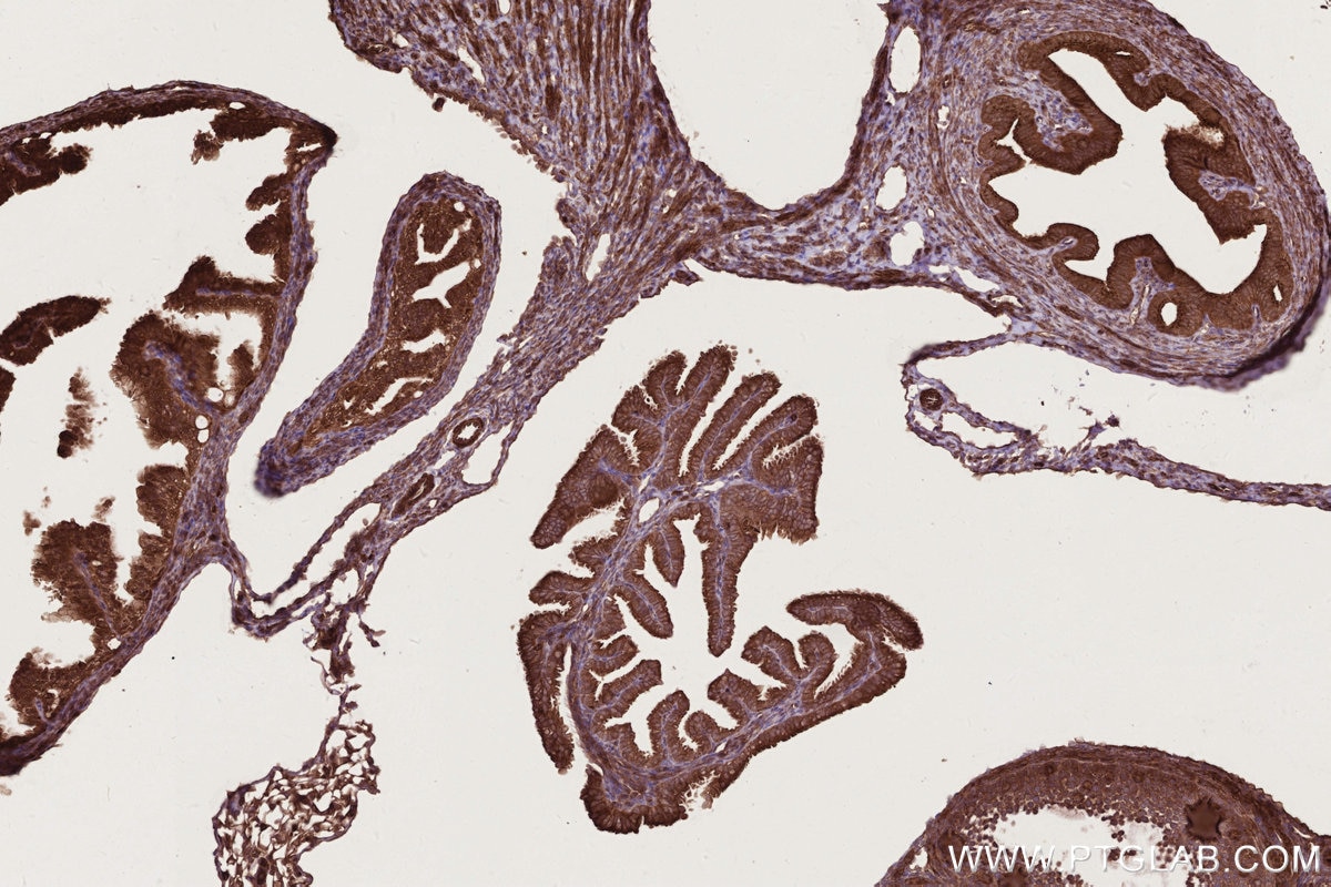 Immunohistochemistry (IHC) staining of mouse ovary tissue using RAB8 Polyclonal antibody (11792-1-AP)