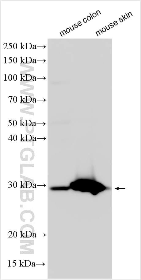 Western Blot (WB) analysis of various lysates using RAB8B Polyclonal antibody (55295-1-AP)
