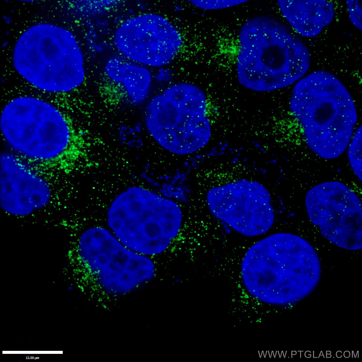 RAB9A Polyclonal antibody