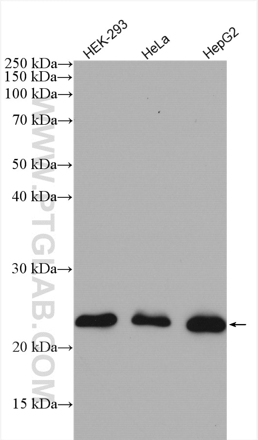 Western Blot (WB) analysis of various lysates using RAB9A Polyclonal antibody (11420-1-AP)