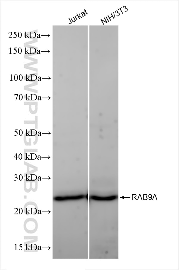Western Blot (WB) analysis of various lysates using RAB9A Recombinant antibody (84129-5-RR)