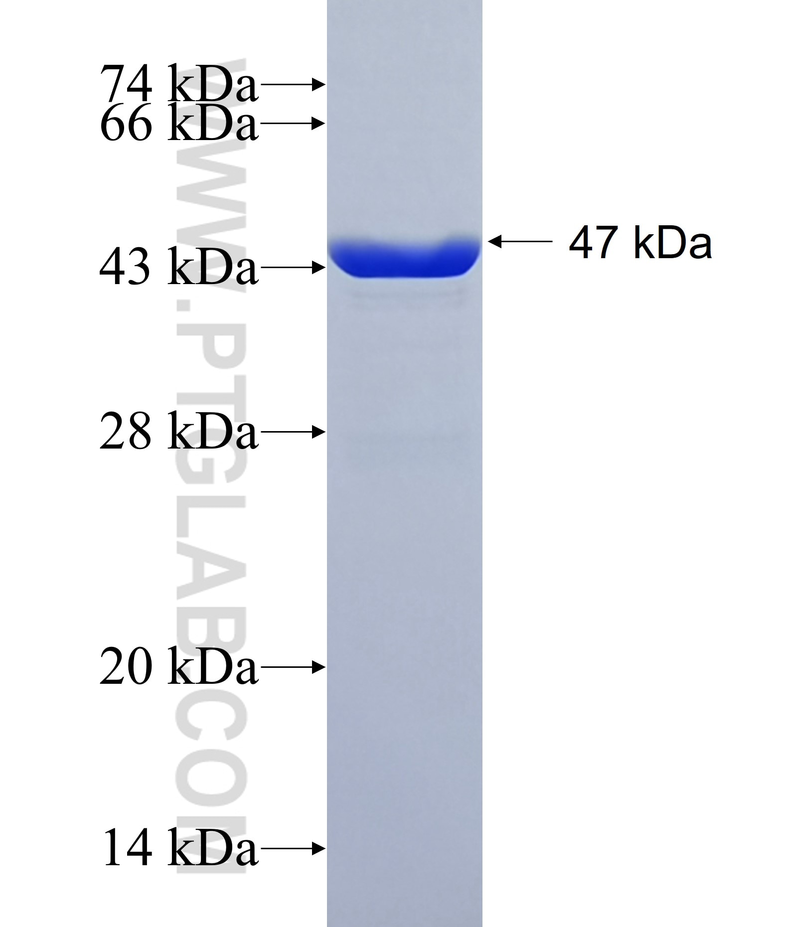 RAB9A fusion protein Ag1969 SDS-PAGE