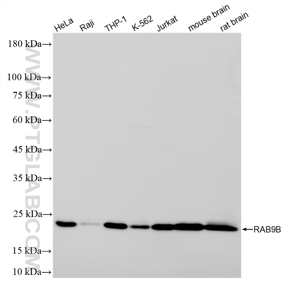 Western Blot (WB) analysis of various lysates using RAB9B Recombinant monoclonal antibody (85394-1-RR)