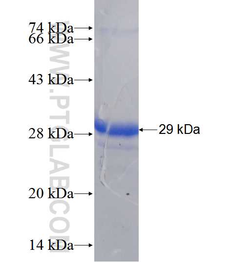 RAB9B fusion protein Ag12862 SDS-PAGE