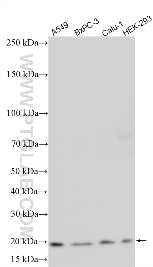 Western Blot (WB) analysis of various lysates using RABAC1 Polyclonal antibody (10542-1-AP)