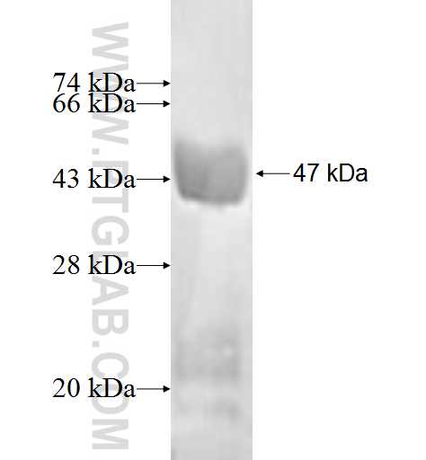 RABAC1 fusion protein Ag0830 SDS-PAGE