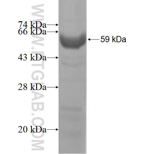 RABEP1 fusion protein Ag5693 SDS-PAGE