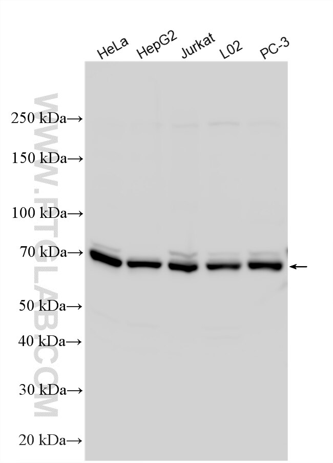 Western Blot (WB) analysis of various lysates using RABEP2 Polyclonal antibody (14625-1-AP)