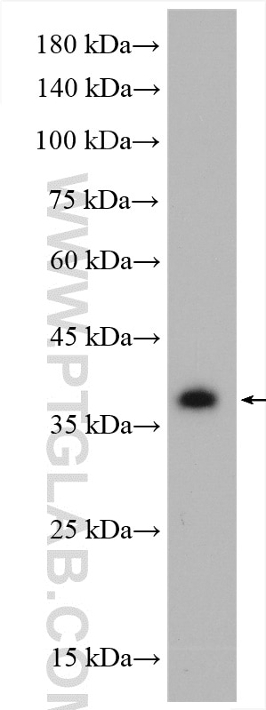 Western Blot (WB) analysis of HepG2 cells using RABEPK/p40 Polyclonal antibody (10213-2-AP)