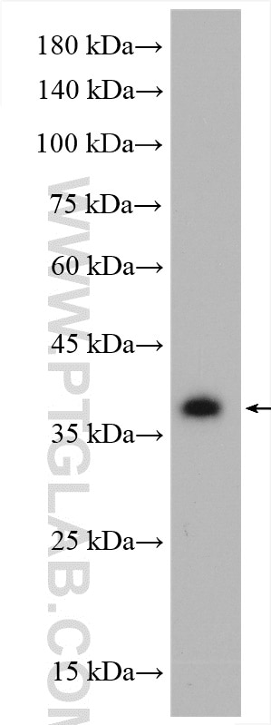 WB analysis of HepG2 using 10213-2-AP