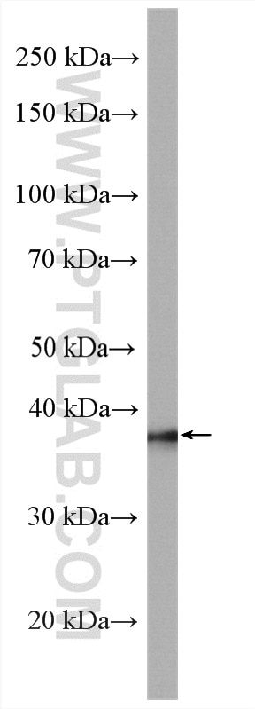 Western Blot (WB) analysis of K-562 cells using RABEPK/p40 Polyclonal antibody (15105-1-AP)