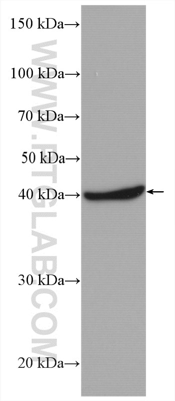 Western Blot (WB) analysis of HepG2 cells using RABEPK/p40 Polyclonal antibody (15105-1-AP)