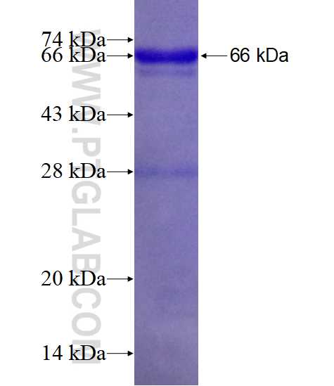 RABEPK fusion protein Ag2593 SDS-PAGE