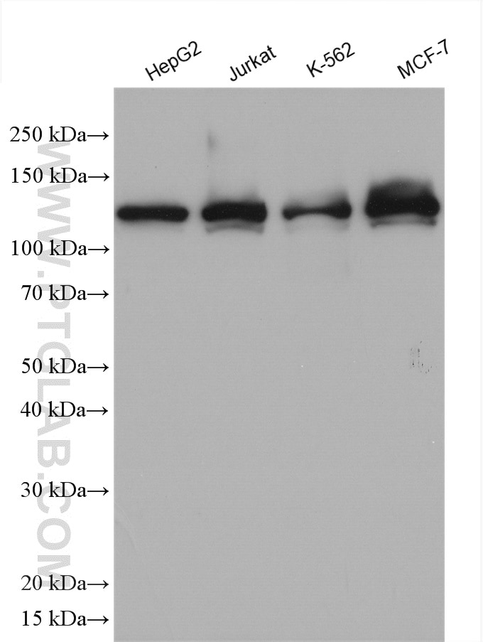 Western Blot (WB) analysis of various lysates using RABGAP1 Polyclonal antibody (14223-1-AP)