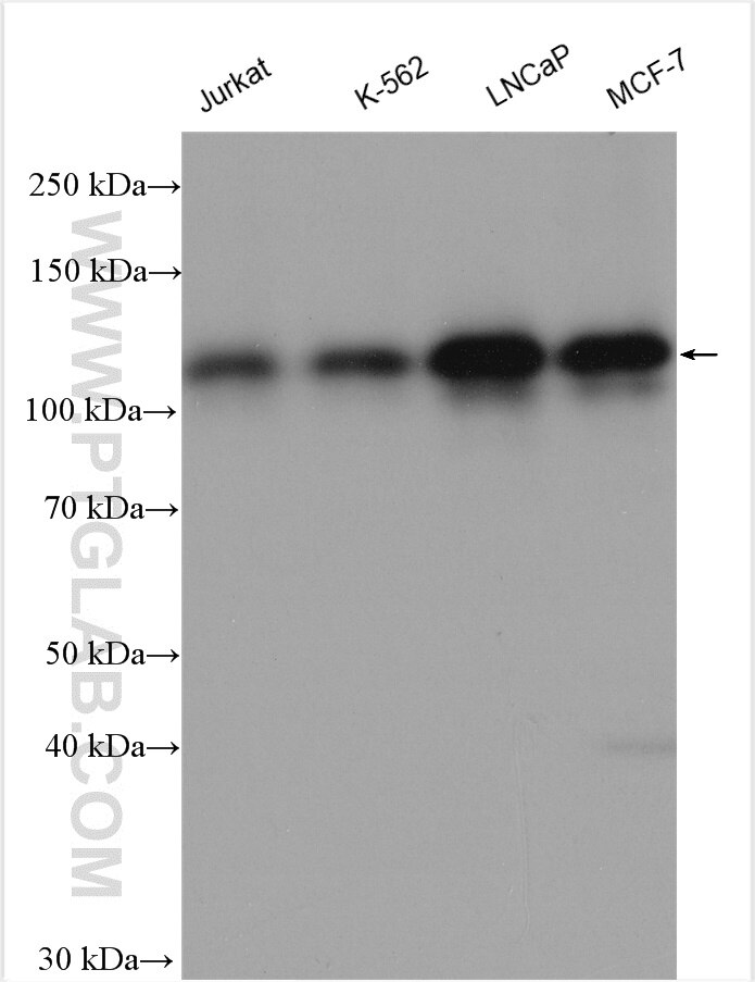 Western Blot (WB) analysis of various lysates using RABGAP1 Polyclonal antibody (14223-1-AP)