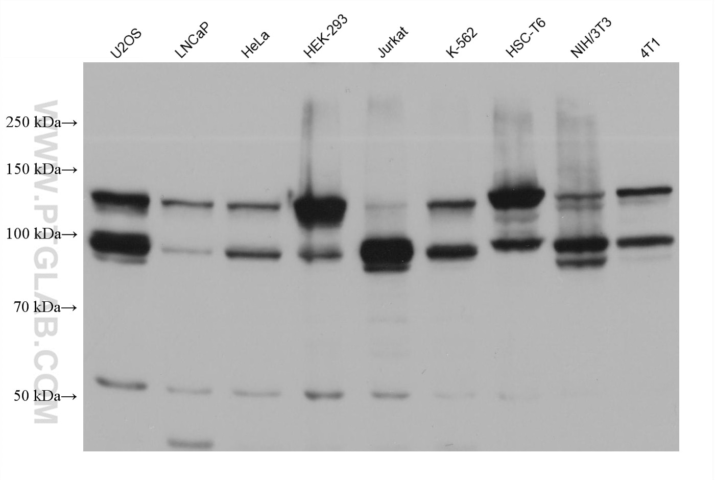 Western Blot (WB) analysis of various lysates using RABGAP1L Monoclonal antibody (68356-1-Ig)