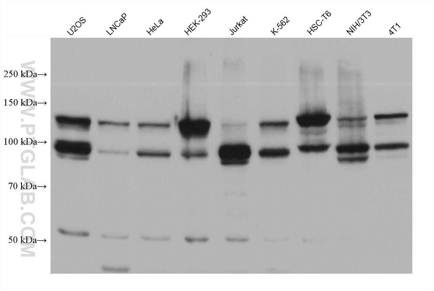 Western Blot (WB) analysis of various lysates using RABGAP1L Monoclonal antibody (68356-1-Ig)